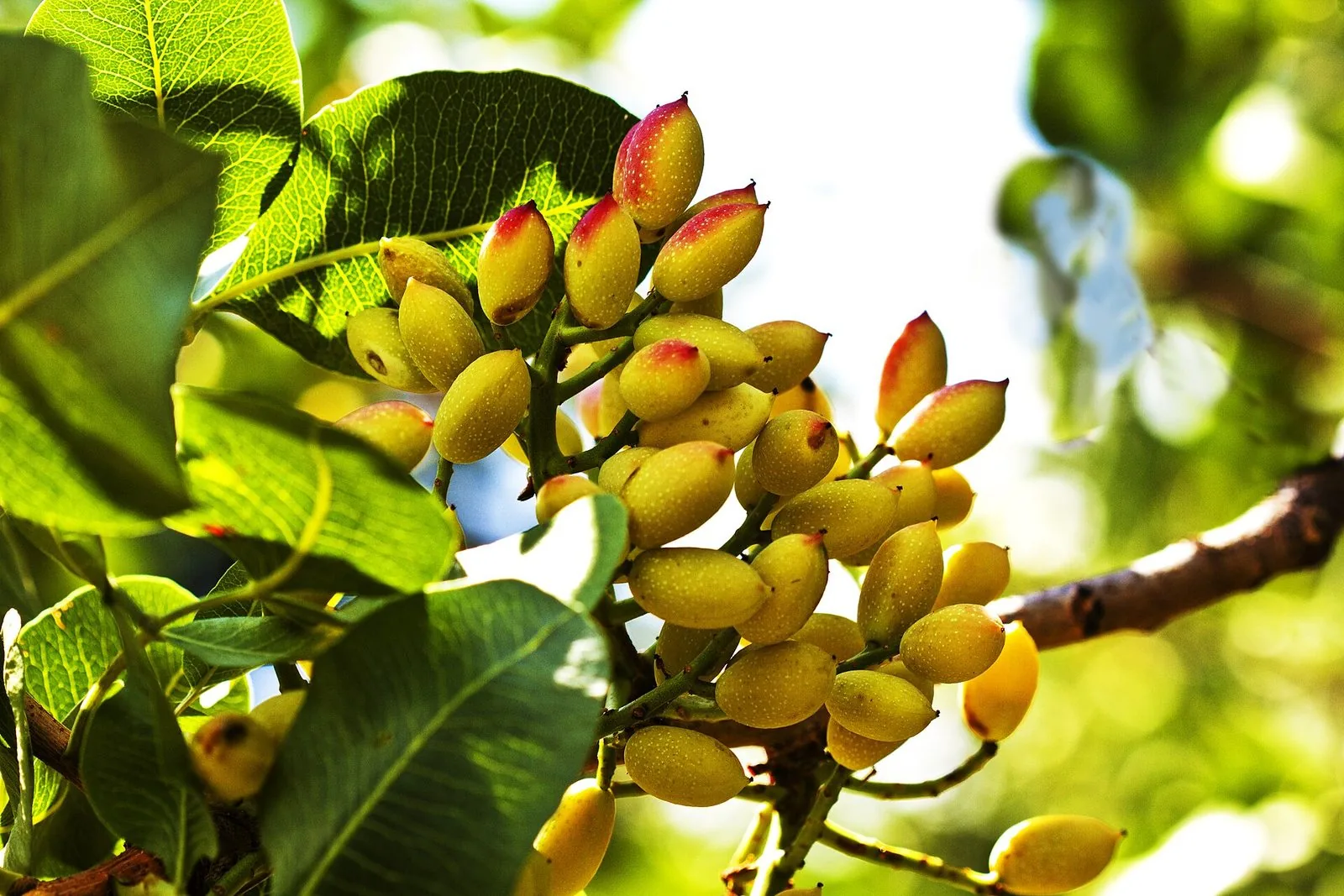Un grappolo di pistacchi ancora sull'albero, frutti giallo verdi sfumati di rosso tra grandi foglie verdi illuminate dal sole, su sfondo sfocato