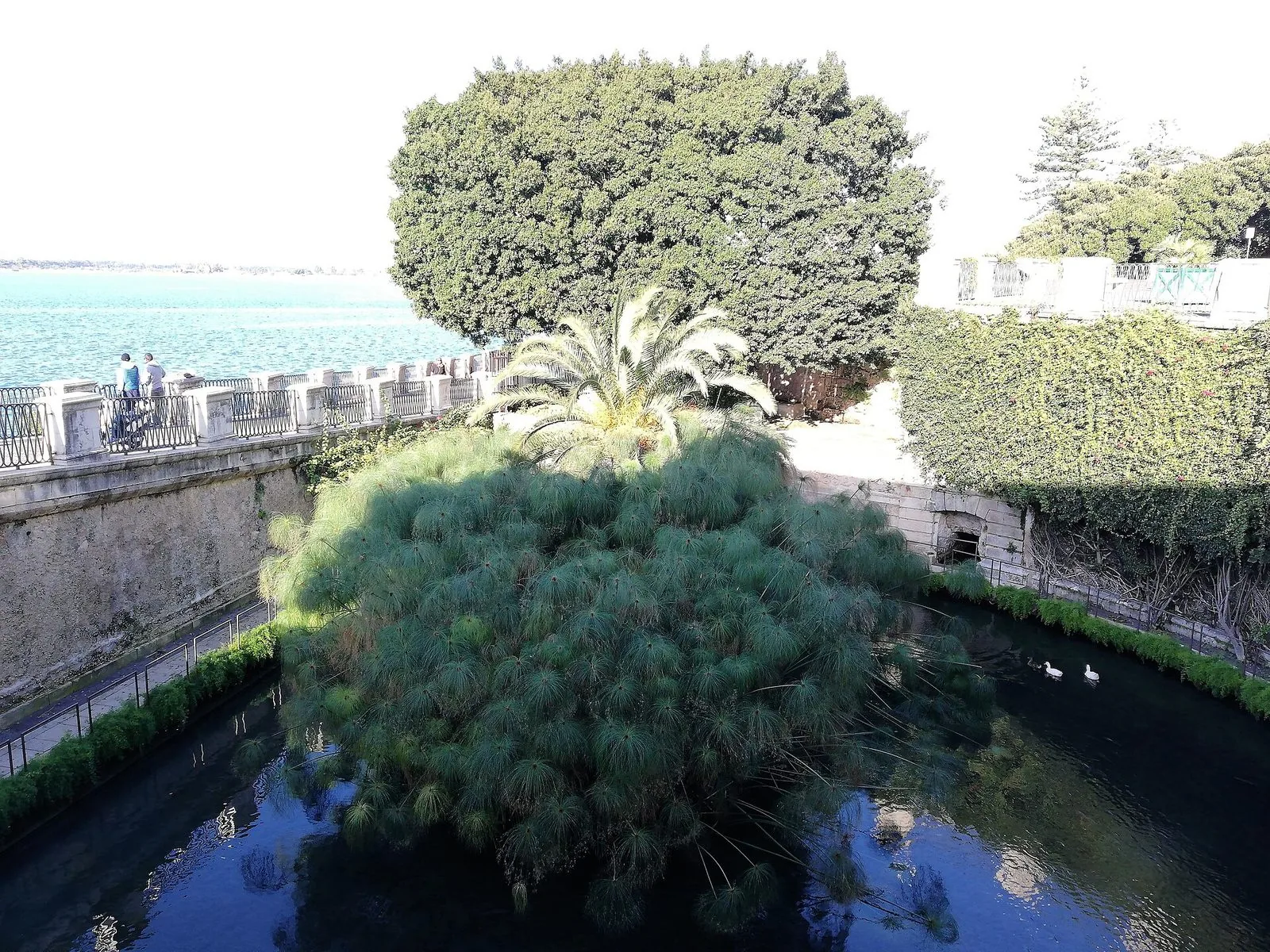 La Fonte Aretusa a Ortigia: uno specchio d'acqua scura con un grande ciuffo di papiri e una palma al centro, due anatre bianche, i muri in pietra e il lungomare sul mare sullo sfondo
