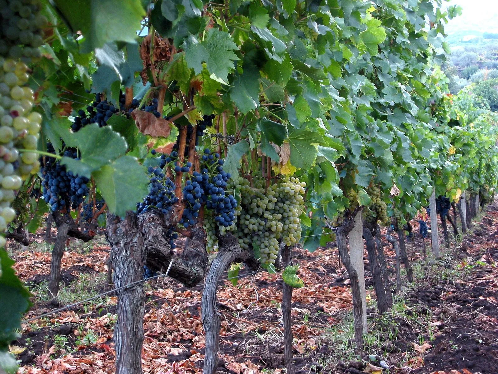 Un filare di vigneto ad alberello sulle pendici dell'Etna, con grappoli d'uva nera e d'uva bianca maturi fra le foglie verdi e il terreno scuro coperto di foglie secche